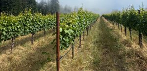 Split Rail Vineyard