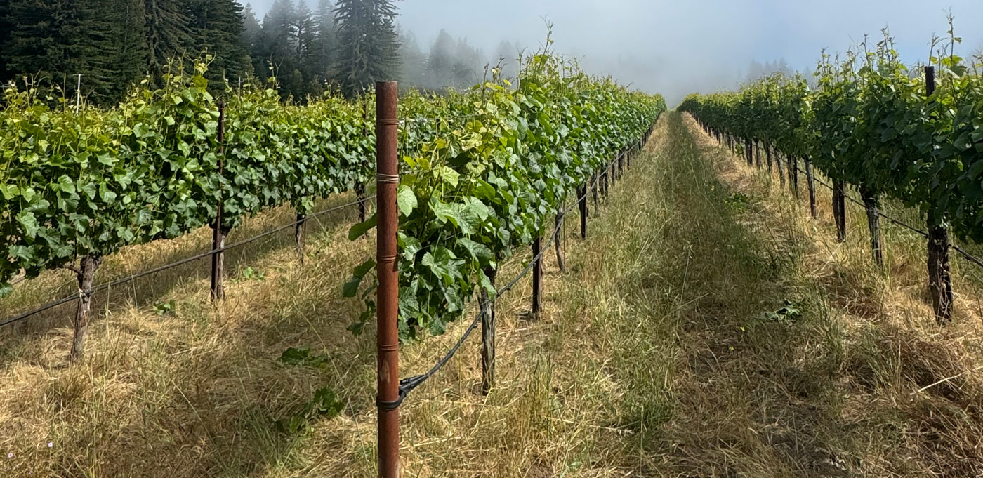 Split Rail Vineyard