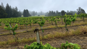 Bald Mountain Vineyard in the Santa Cruz Mountains
