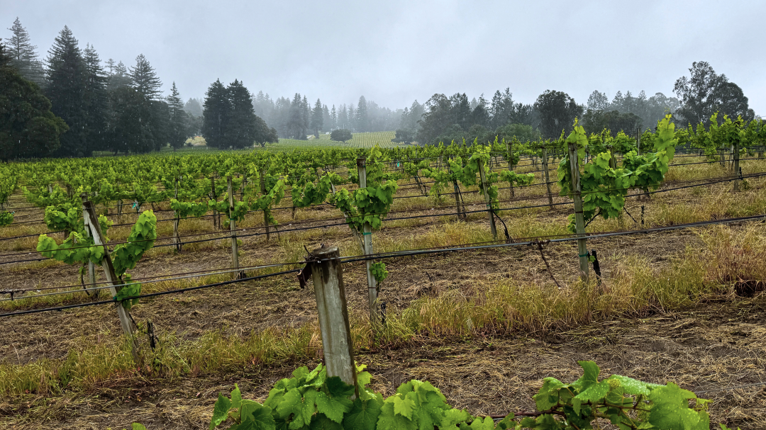 Bald Mountain Vineyard in the Santa Cruz Mountains